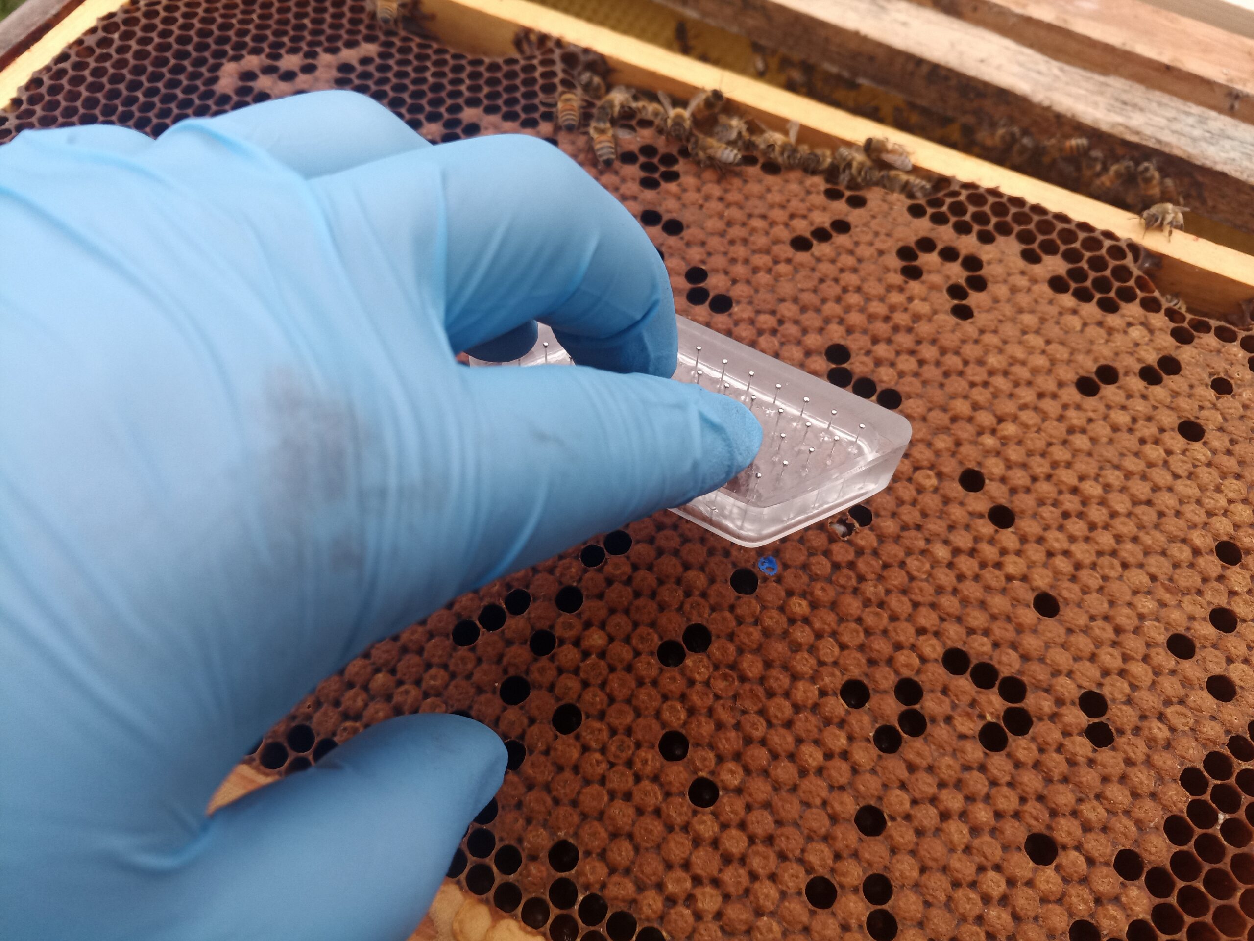 Queen Breeding - Selection & Testing